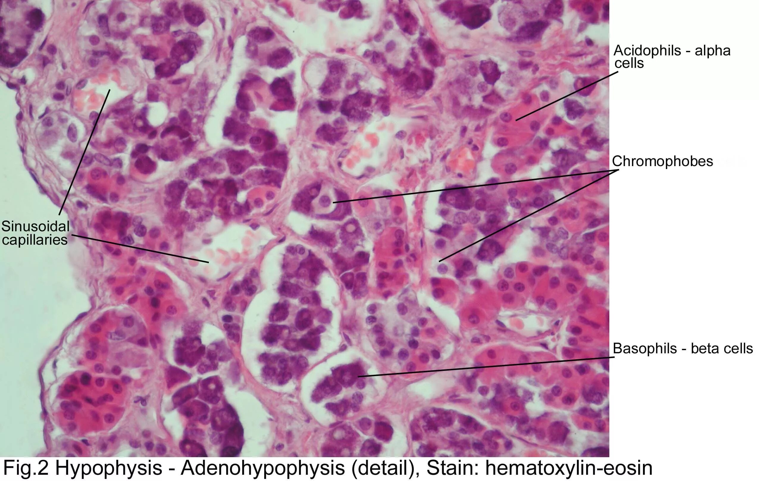 Классификация эпителиальной ткани по форме. Формы клеток гистология. Однослойный эпителий гистология. Однослойный неороговевающий эпителий. Виды тканей гистология.