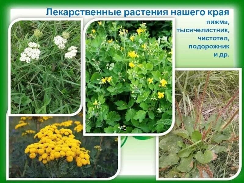 Лекарственные растения краснодарского края: найдено 82 картинок