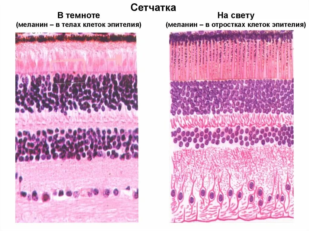 Сетчатка глаза гистология препарат на свету и в темноте. Сетчатая оболочка глаза гистология на свету и в темноте. Сетчатка гистология препарат. Клетки сетчатки гистология.