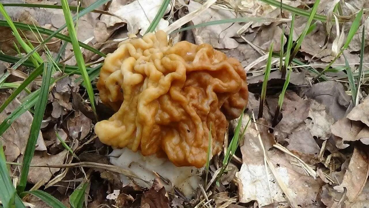 В каком месяце растут сморчки. Весенние грибы сморчки. Сморчок полевой. Строчок гриб весенний. Сморчки грибы Лесные.