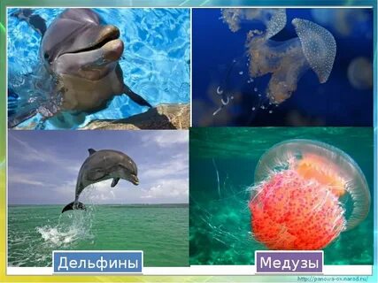 У черного моря презентация плешаков