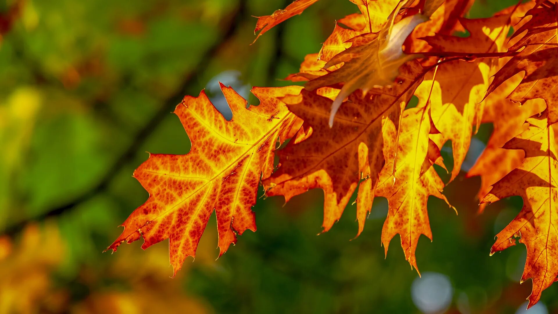 Каким становится воздух осенью. Осень. Тёплая осень. Листья золотые. Октябрь картинки.