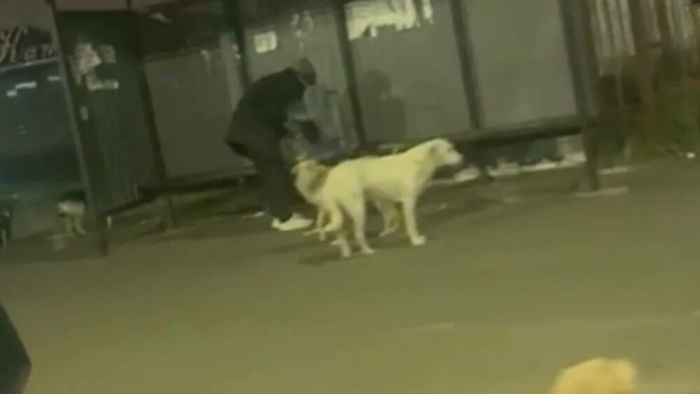 Травля в брянске. Травля в брянске. Травля в брянске. Брянск. Ливень ураган.