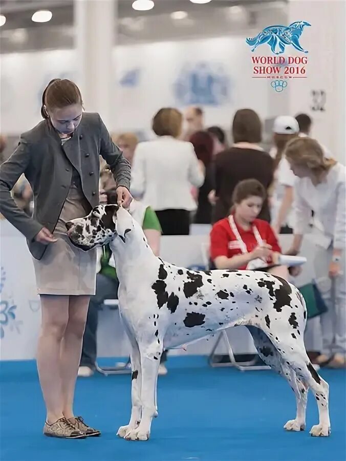 Доги форум. Анубис форс немецкий дог. Цццюзщктщдщфвюкг московский дог. Адамант дог. Черный королевский дог.