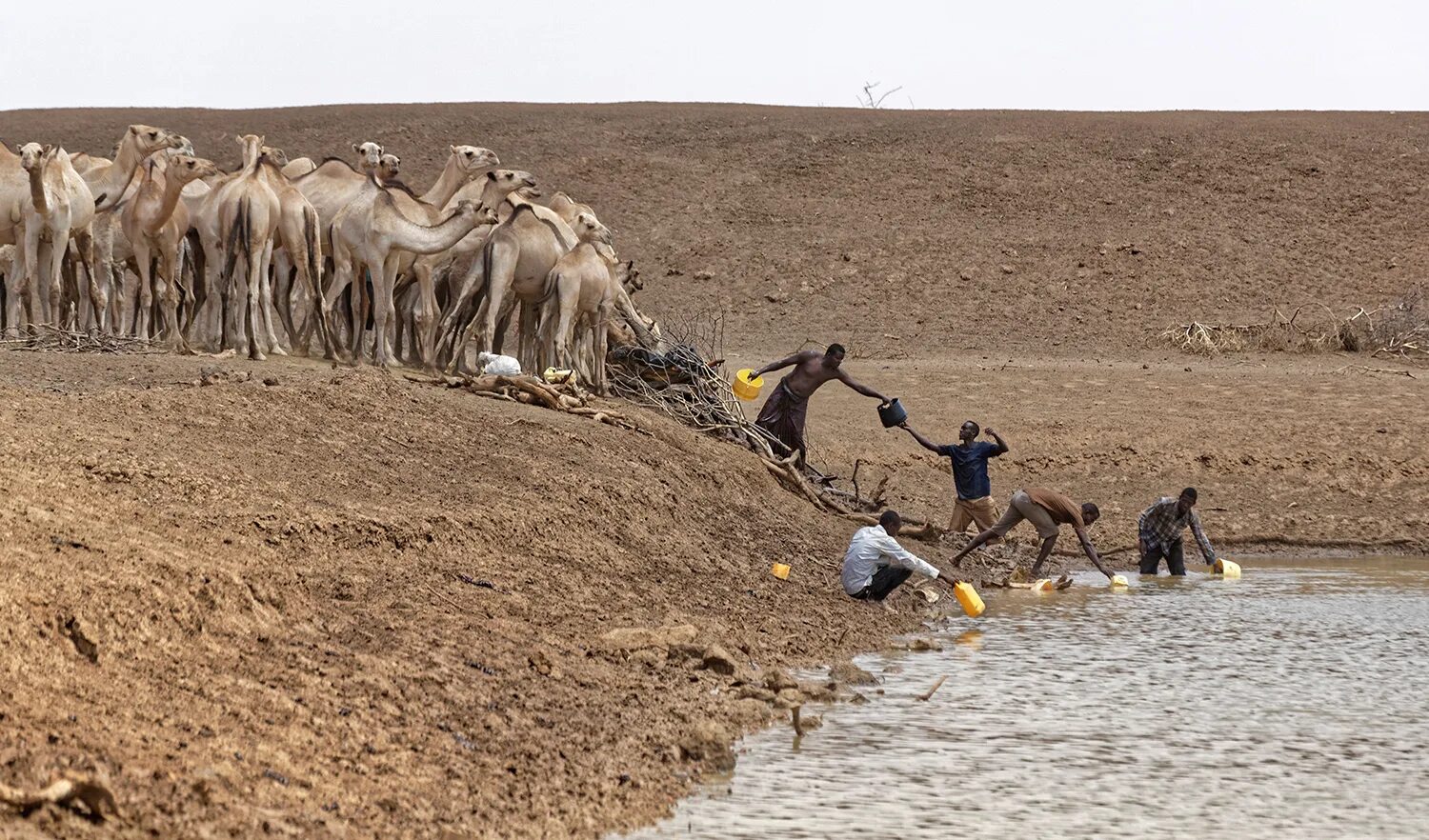 Период засухи. Засуха. Животные Африки засуха.