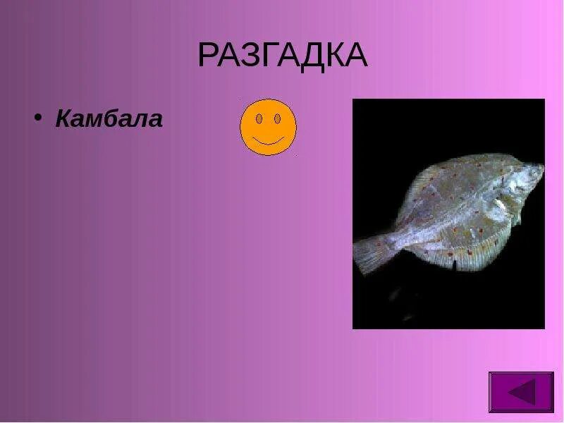 Камбала ударение камбала. Камбала ударение в слове. Отличие морского ерша от камбалы. Камбала или камбала ударение. Камбала или камбала ударение.