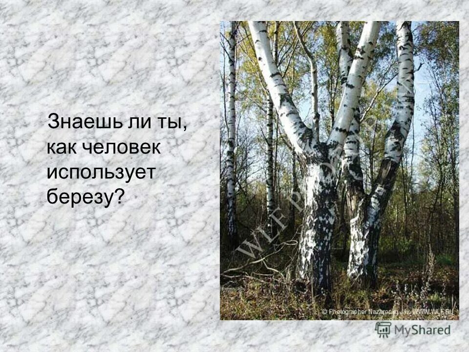 Использование березы человеком. Огромная береза. Белая береза символ россии. Береза белокорая. Березу знаешь.