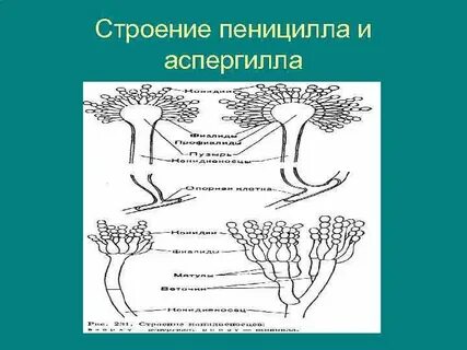 Строение гриба пеницилла