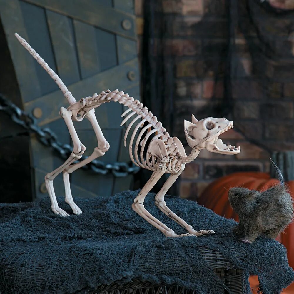 Bone bone cat