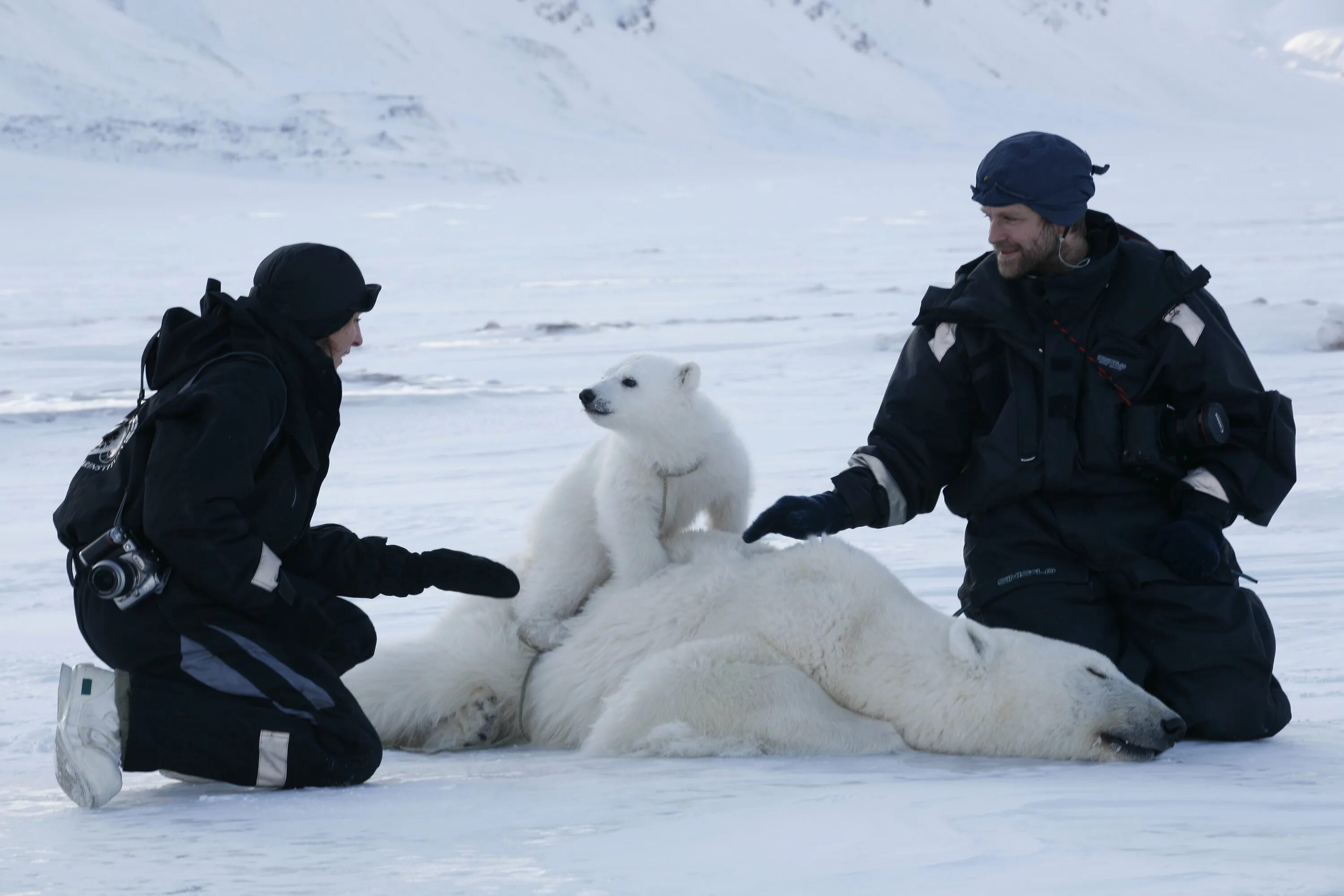 Научная Экспедиция в арктической пустыне. Полярники в Арктике. Белые медведи в Антарктиде. Белые медведи в Арктике.
