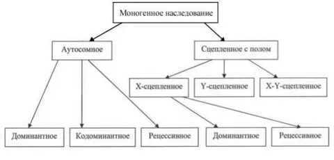 Моногенные аутосомно доминантные