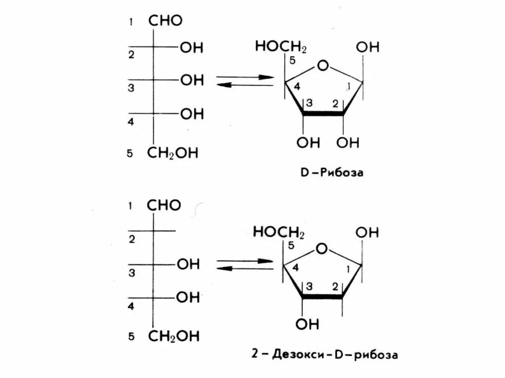 Ch ch oh cho. Д ксилоза и д рибоза. Рибоза ксилоза. Ксилоза Хеуорса. Д рибоза формула.