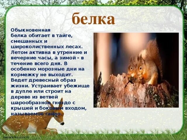 Доклад о животных леса. Презентация на тему животные. Презентация про животных. Сообщение о животных в лесу.
