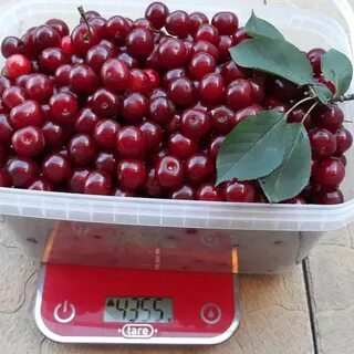 Вишня стоит 120