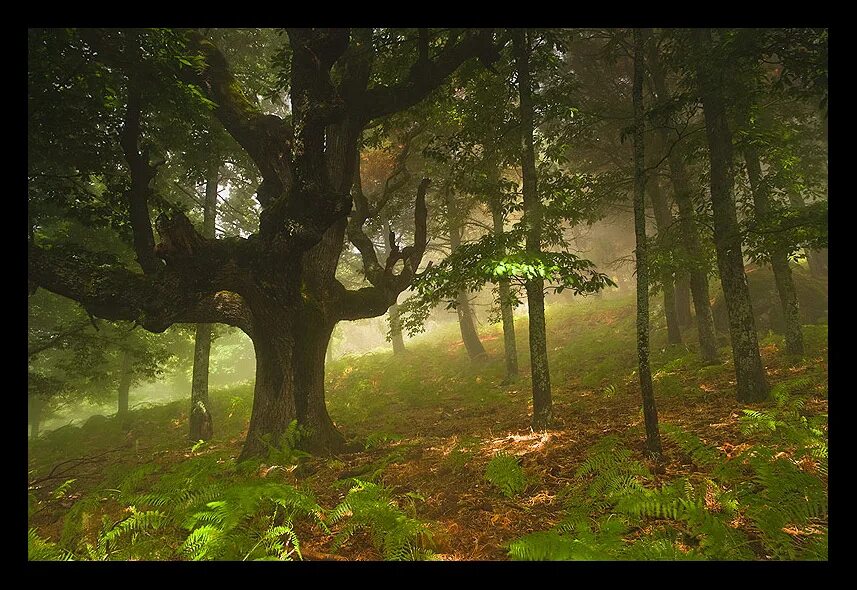 1887 г. Шишкин иван дубовый лес. Шишкин дубовая роща картина. 1887. Царственный дубовый лес подступал.