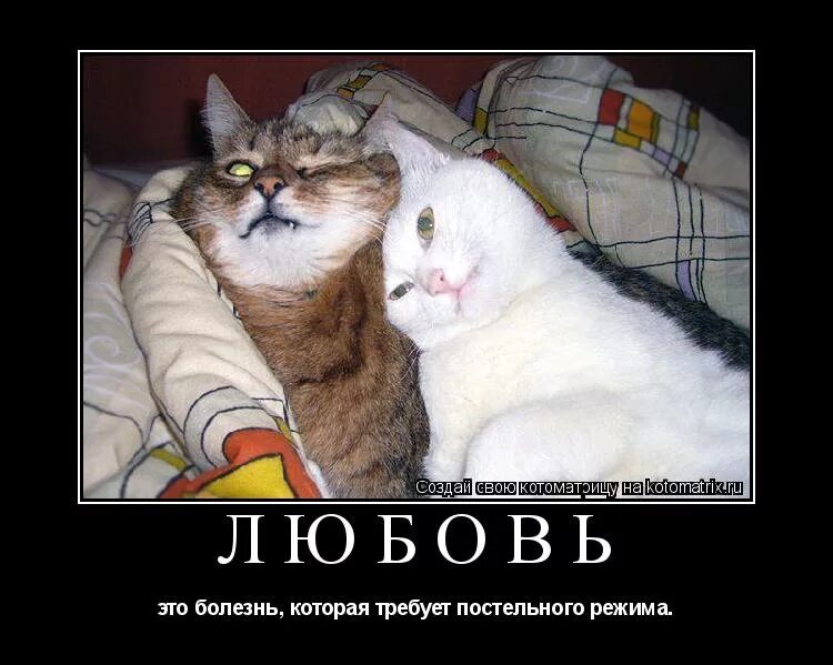 Которая требует. Шутки про постельный режим. любовь это болезнь которая требует постельного режима. требую требую кот. постельный режим картинки с приколом.