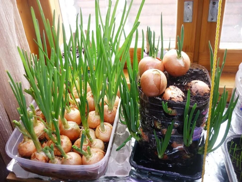 Лук севок проросший. Лук севок пророщенный. Как посадить лук севок на зелень. Как посадить лук севок на зелень. Лук батун многоярусный.