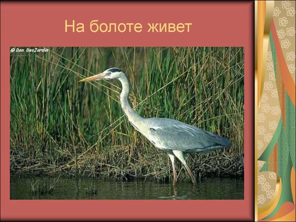 Звуки в слове болото. Животные обитающие на болотах. Rjnjj,bnftn YF ,jkjnt. Живет в болоте. Птицы обитающие на болотах.