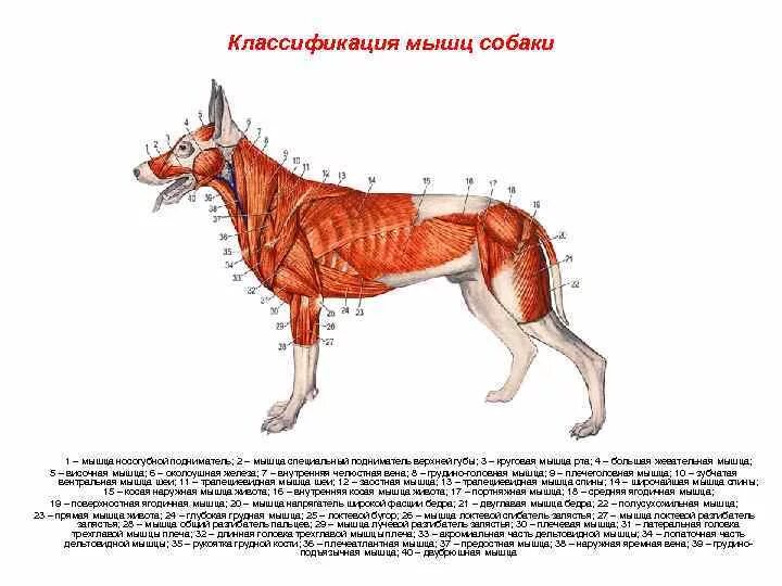 Мышечная система собаки схема. Мышцы туловища собаки анатомия. Скелетно-мышечная система собаки. Мышечная анатомия собаки. Мускулатура млекопитающих