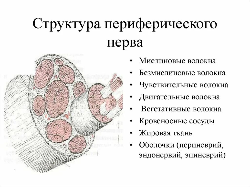 К структурам периферического нерва относят. Строение периферического нерва анатомия. Структура периферического нерва. Нервное волокно строение переферическо. Органные структуры периферических нервов.