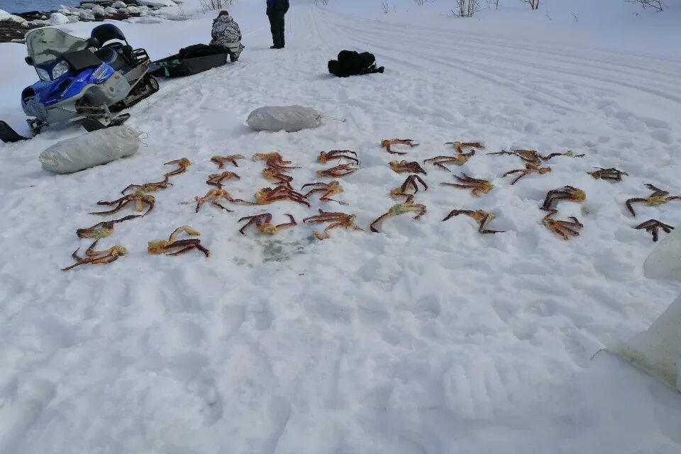 Краб зимой. Браконьерство в Мурманской области. Браконьерство в Мурманской области Крабы. Браконьерство в Арктике.