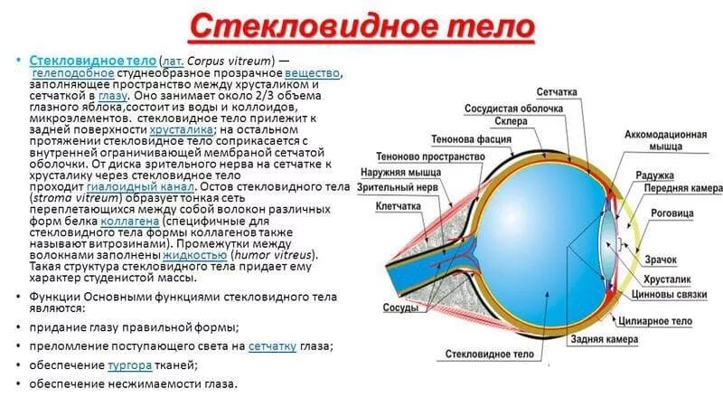 Хрусталик роговица функции и строение. Роговица хрусталик стекловидное тело. Строение хрусталика глаза анатомия. Функция хрусталика глазного яблока. Роговица характеристика