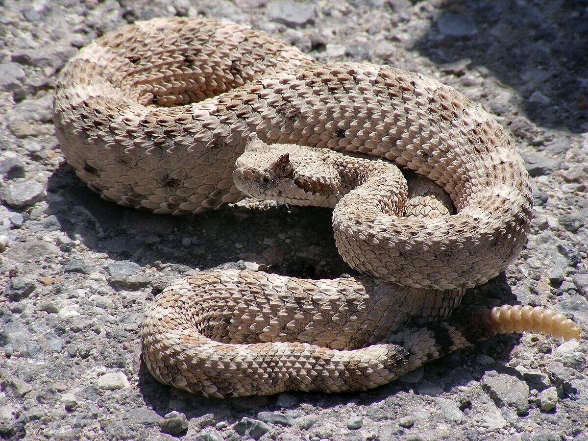 Snake wiki