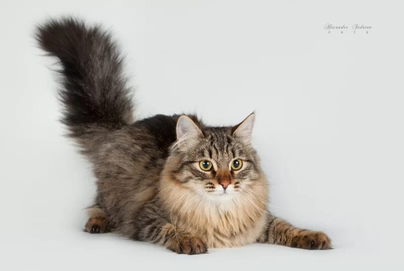 Котята метисы мейн куна. Мейн-кун. Мейн кун и сибирская кошка. Метис мейн куна. Камышовый мейн кун.