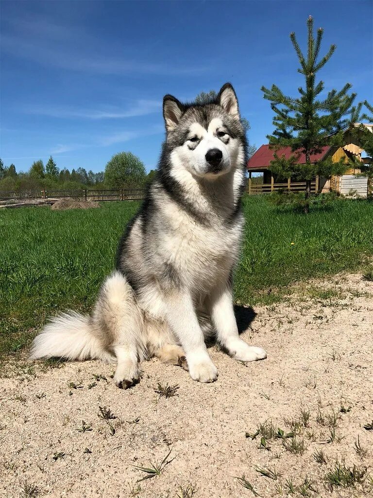 Каталог пород собак.Аляскинский маламут.(Malamute). - YouTube