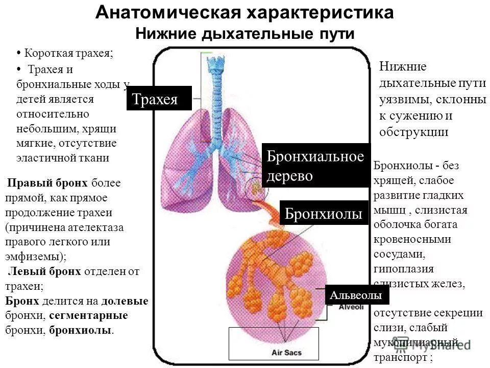 Функции бронхов и легких