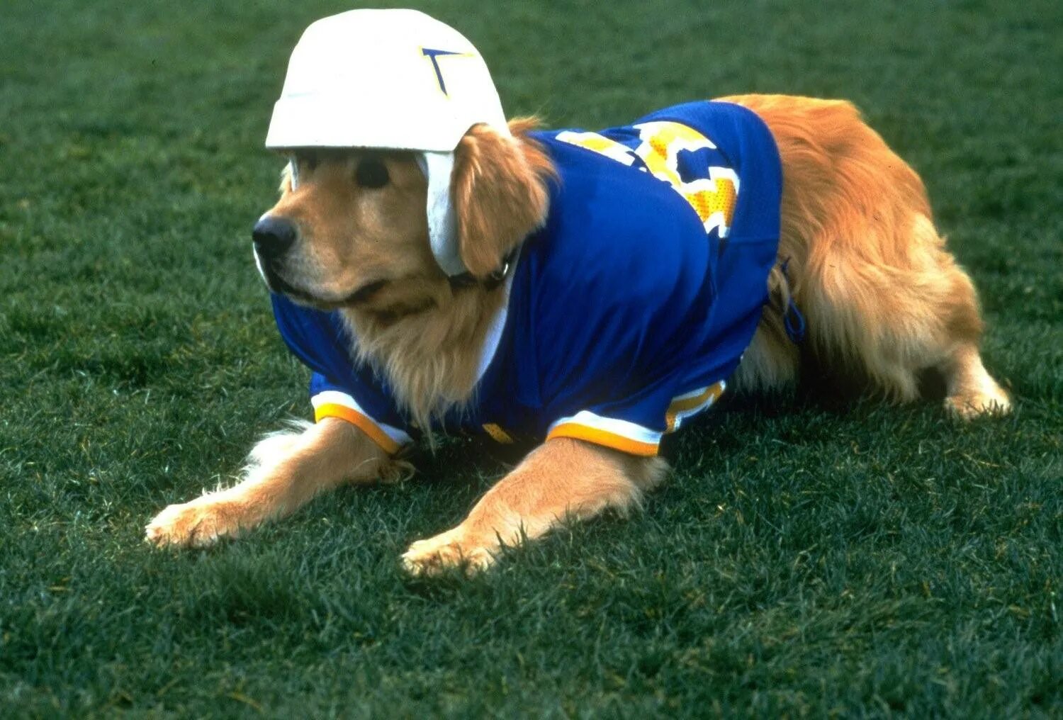 Бадди собака. Бадди Король воздуха. Air Bud (Король воздуха)1997. Король воздуха Золотая лига.