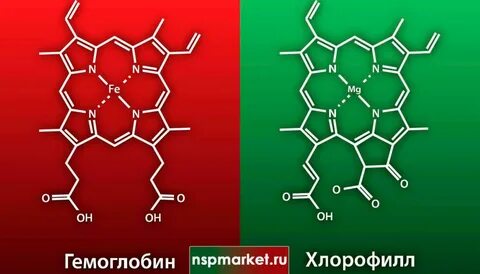 Гемоглобин и хлорофилл структура