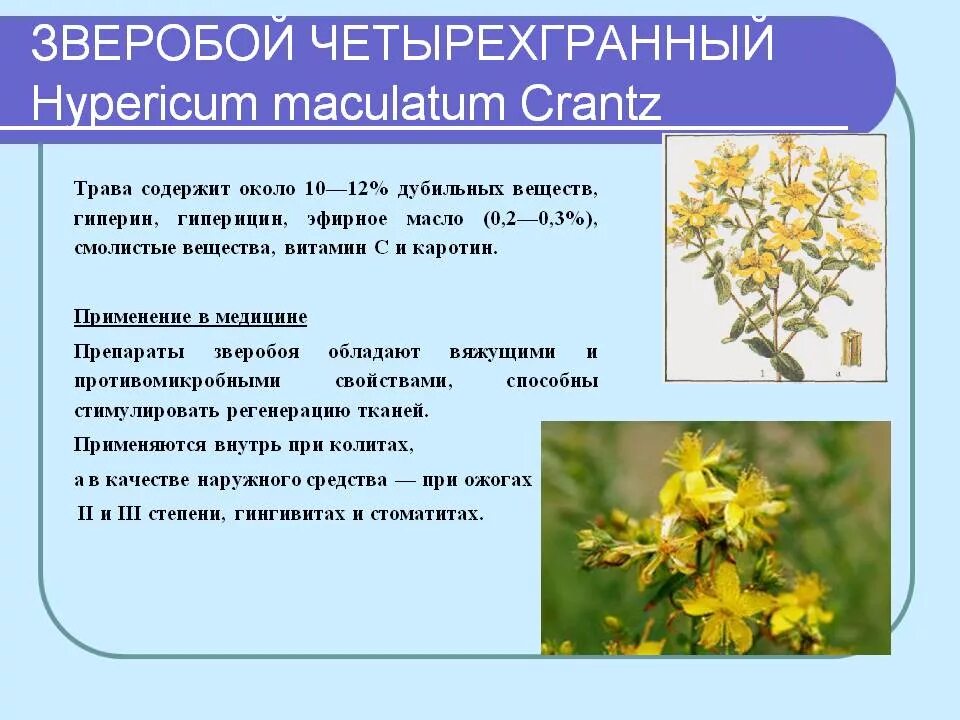 Зверобой лекарственное растение. Зверобой целебные свойства растения. Зверобой лечебные свойства. Зверобой характеристика.