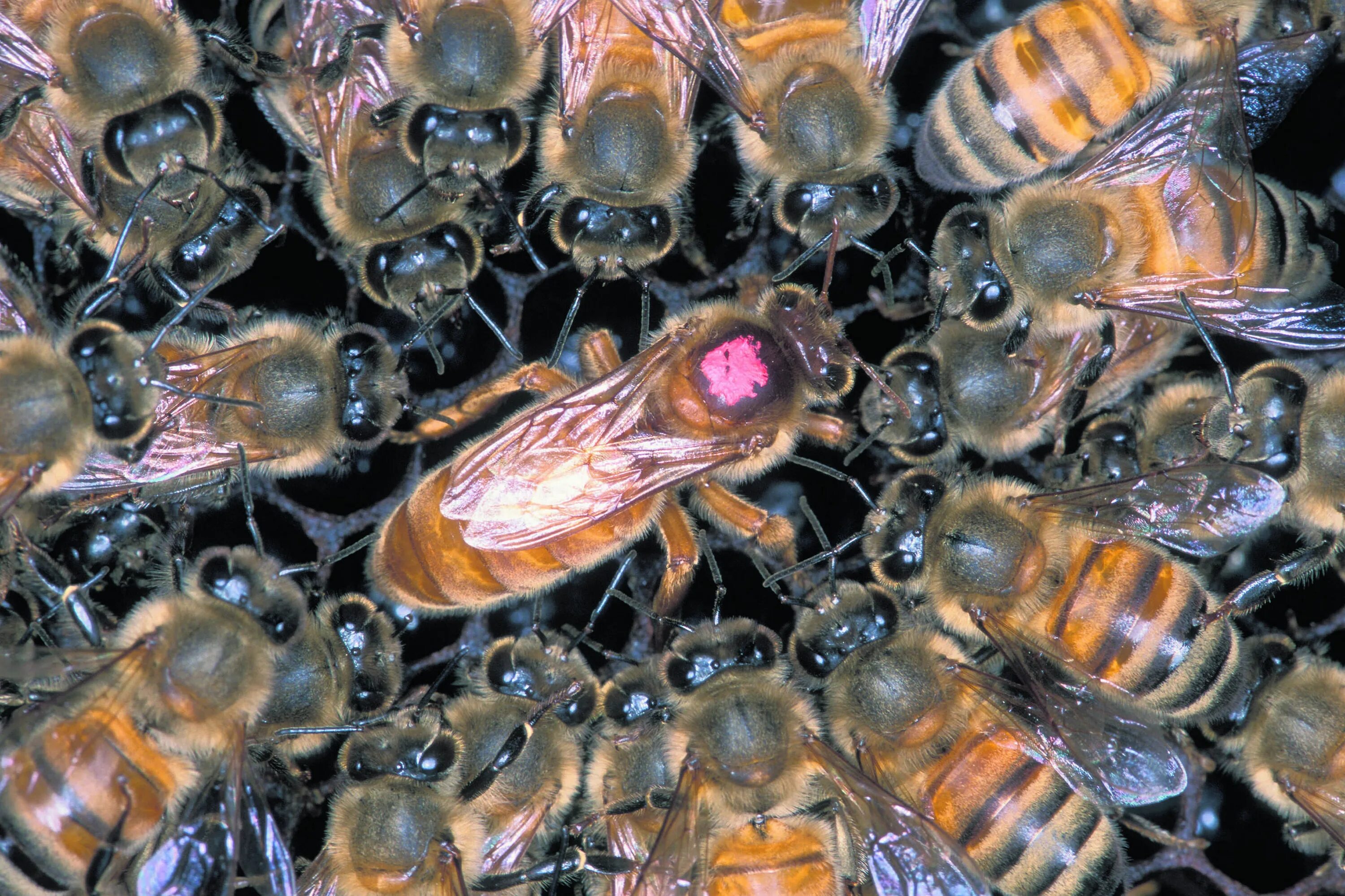 Трутень в улье. Неплодная пчеломатка. Королева пчел пчеломатка. Пчела Королева матка. Жизнь пчел рабочих
