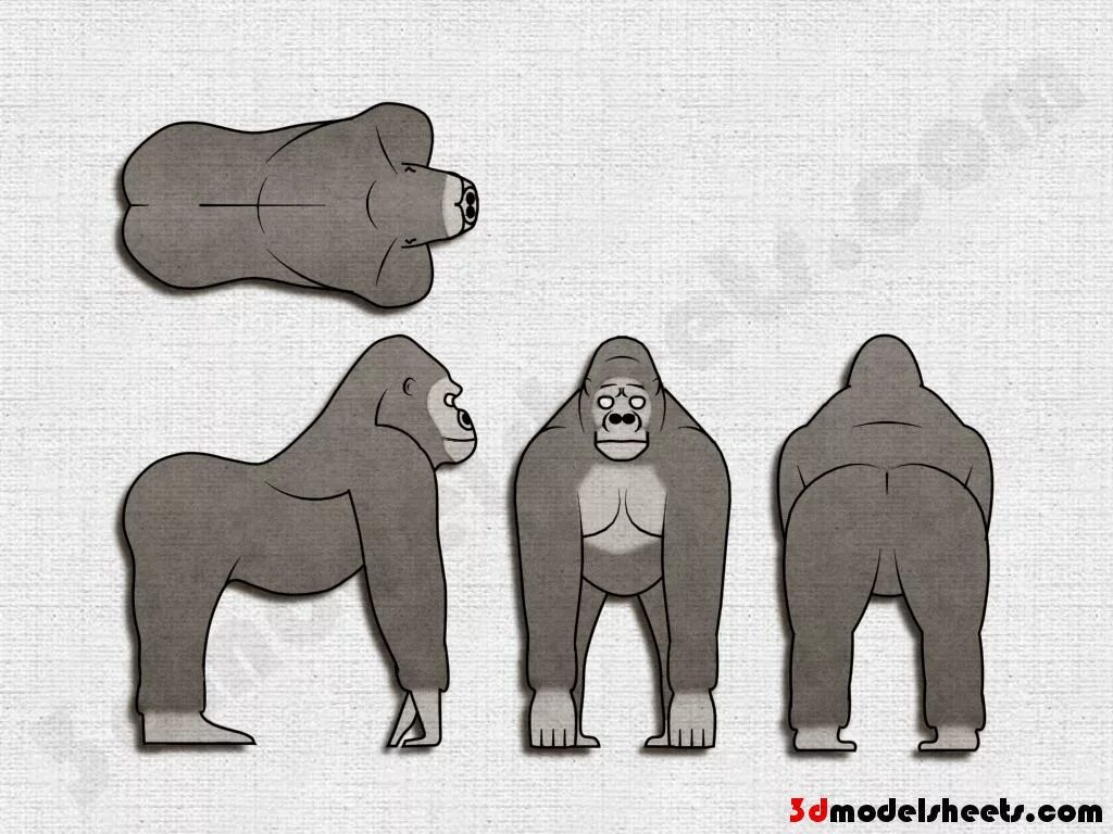 Мозг гориллы и человека. Чертежи животных для 3d моделирования. Анатомия гориллы. Зверь в трех проекциях. Животные проекция.