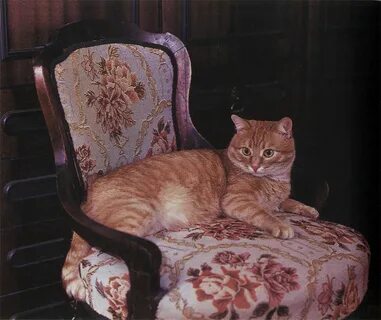 Котенок дышит ртом после игры