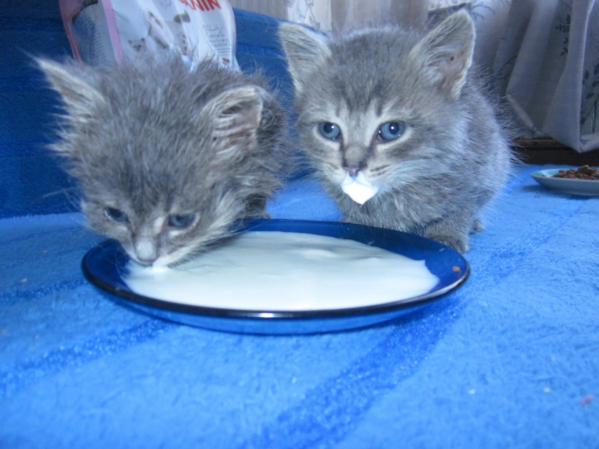Можно про котят. Подкармливание котят. Котенок пищит. Еда для котят 1 месяц. Котенок 1 месяц.