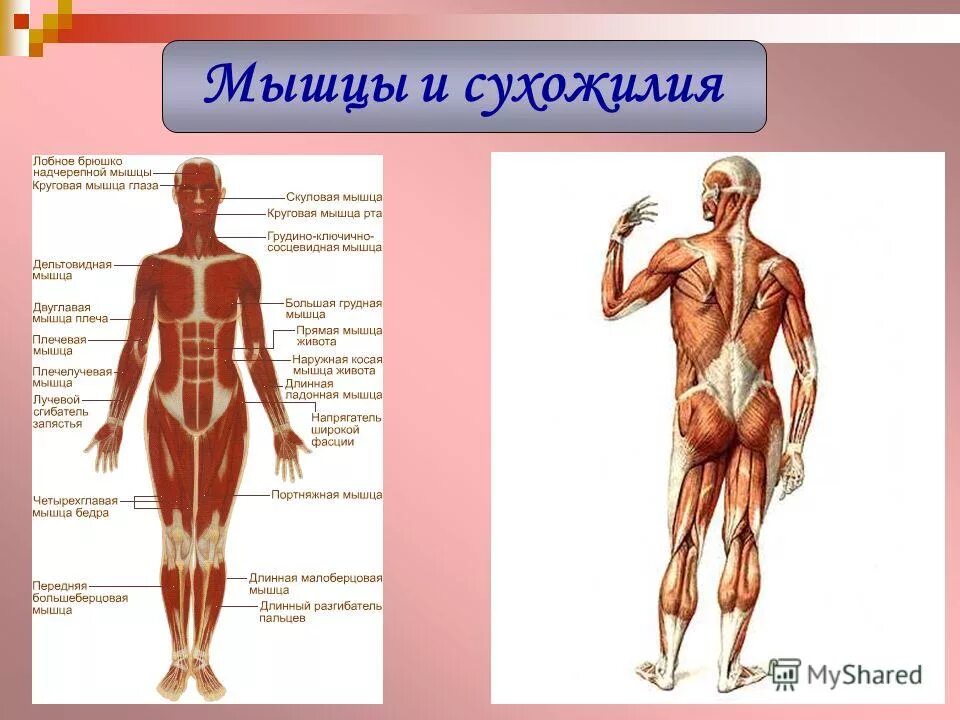 Связки тела. Сухожилия человека. Сухожилия человека анатомия. Строение мышц и сухожилий человека. Строение тела человека мышцы и сухожилия.