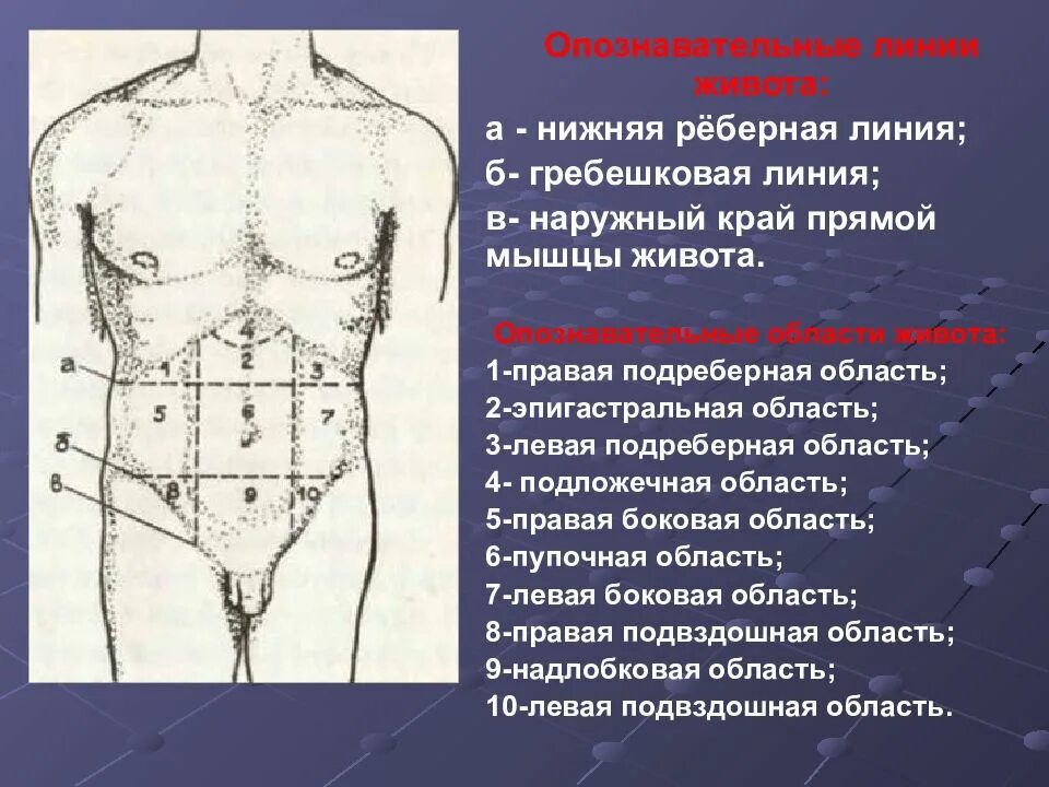 Опознавательные линии живота. Области живота. Опознавательные линии области живота. Подложечная область. Подложечная область живота