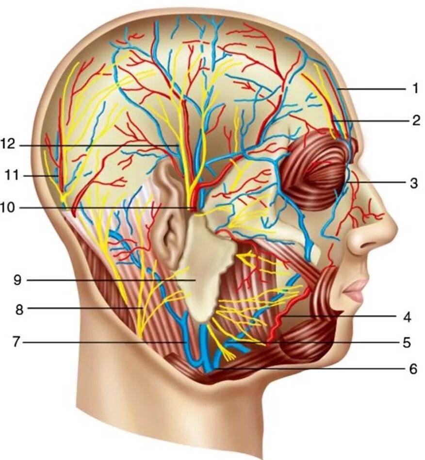 Анатомия сосудов головы. Поверхностная височная Вена. Вена темпоралис суперфициалис. Топографическая анатомия головы сосуды и нервы. Поверхностная височная Вена анатомия.