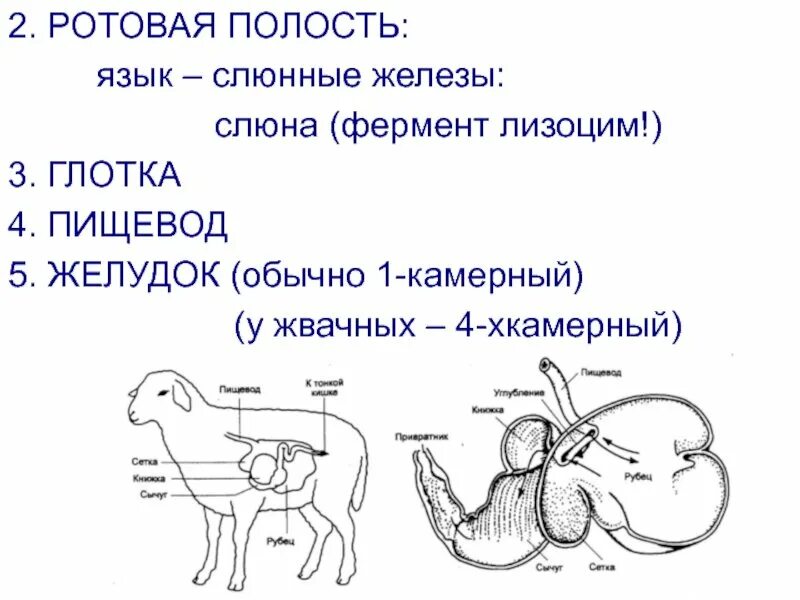 Строение желудков животных. Млекопитающие пищеварительная система жвачные. Пищеварительная система млекопитающих жвачных животных. Строение пищеварительной системы жвачных млекопитающих. Строение желудка жвачных животных.