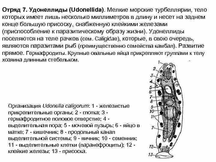 Класс ресничные форма тела. Класс ресничные форма тела