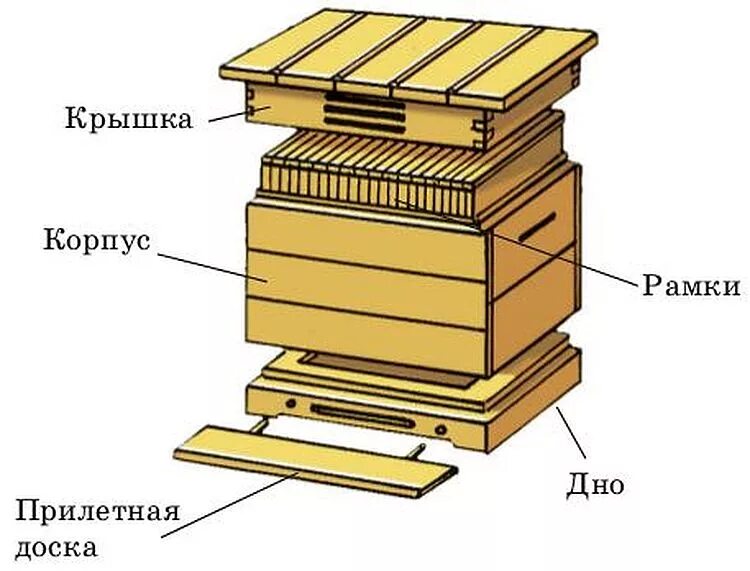 Строение улика для пчел. Строение улья Дадан. Строение улья для пчел. Строение пчелиного улья.