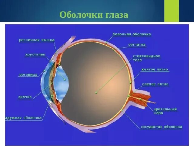 Строение белочной оболочки глаза. Белочная оболочка глаза строение и функции. Белочнаоболочка глаза. Белочная оболочка глаза функции.