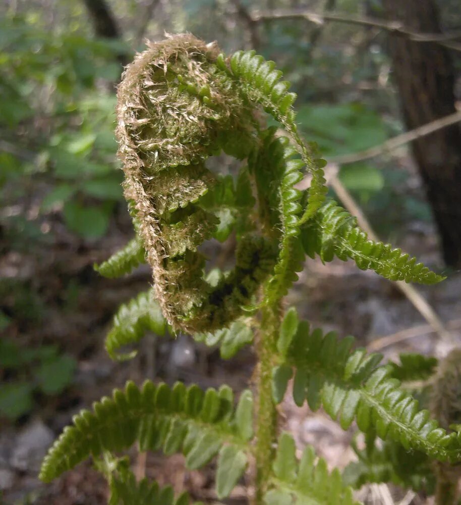 Щитовник мужской. Щитовник Зибольда. Щитовник змея. Dryopteris filix-mas. Щитовник Мимикрия.