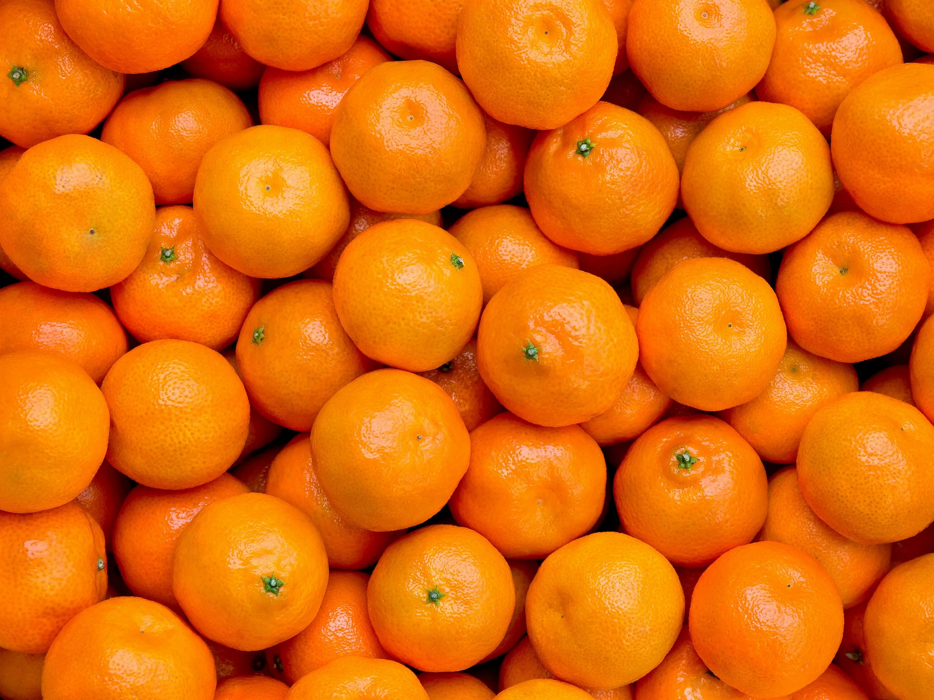 They like oranges. Мандарины Марокко сорт Валенсиана. Мандарины Марокко 1кг. Мандарины Аргентина. Оранжевый мандарин.