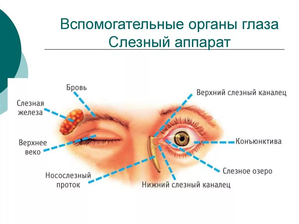 Вспомогательный аппарат глаза слезный аппарат. Глазное яблоко и вспомогательный аппарат глаза. Вспомогательный аппарат глазного яблока анатомия. Структуры вспомогательного аппарата глаза. Слезная железа относится к железам