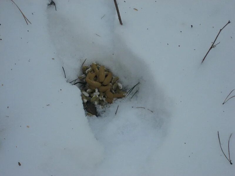 По следу крысы 2. Следы крысы. Следы крысы на снегу зимой. Следы на снегу мышей и крыс. Следы крысы фото.
