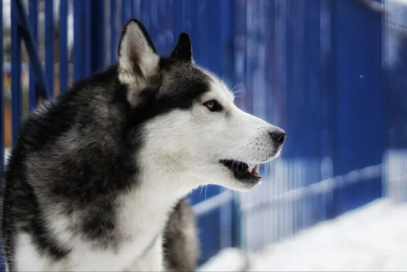 Old spice wolfthorn спрей. настойка горькая "хаски berry mix" (ягодный микс) 0,5л. хаски ягодная. хаски ягодная. хаски настойка ягодный микс.