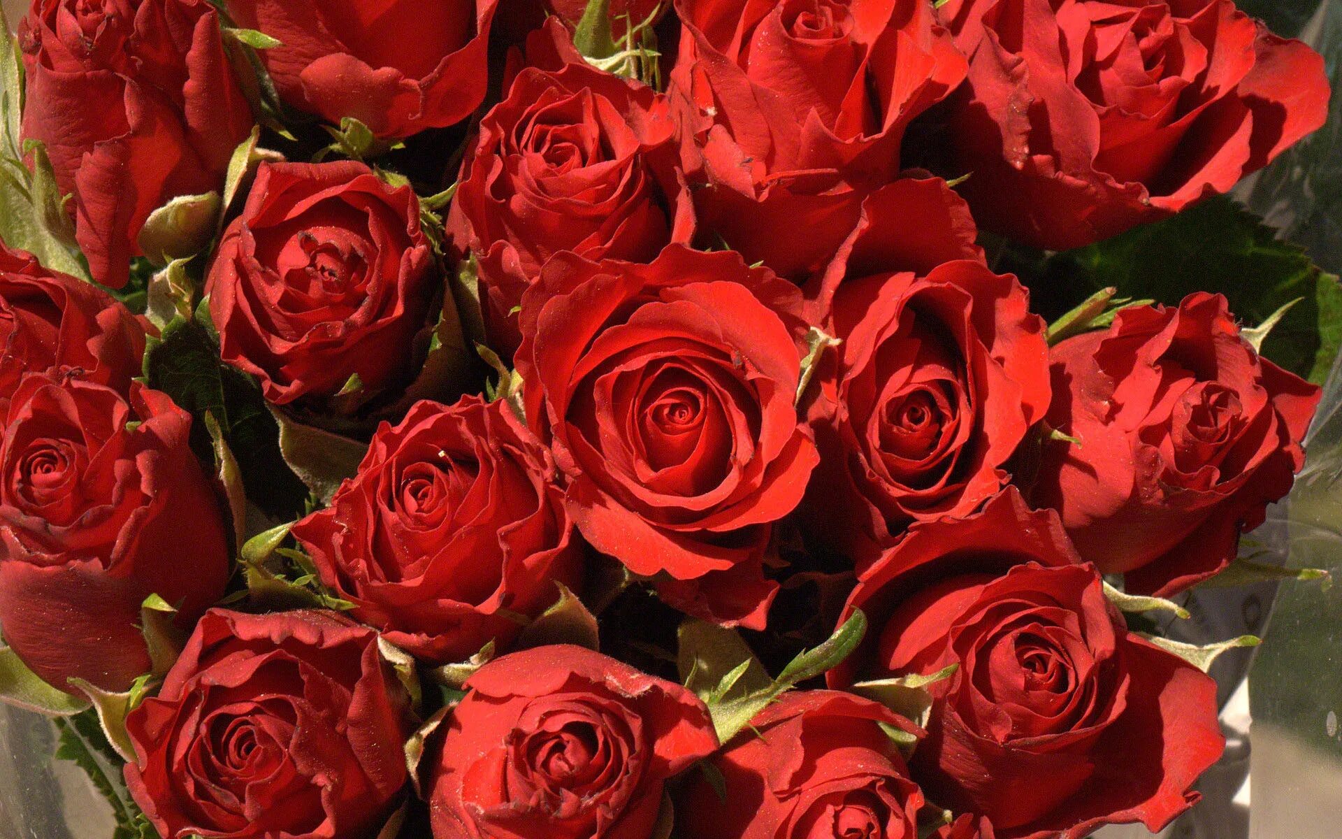 Цветы розы красные. Роза ред куин. Роза ред Элеганс. Red Elegance роза. Роза ред Микадо.